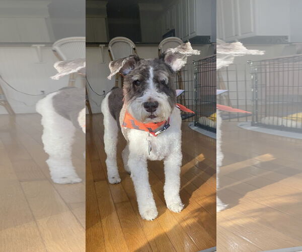 Medium Photo #1 - Mix Puppy For Sale in Lenoir, NC, USA