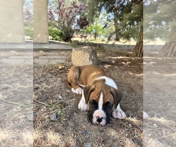 Medium Photo #10 Boxer Puppy For Sale in ESPANOLA, NM, USA