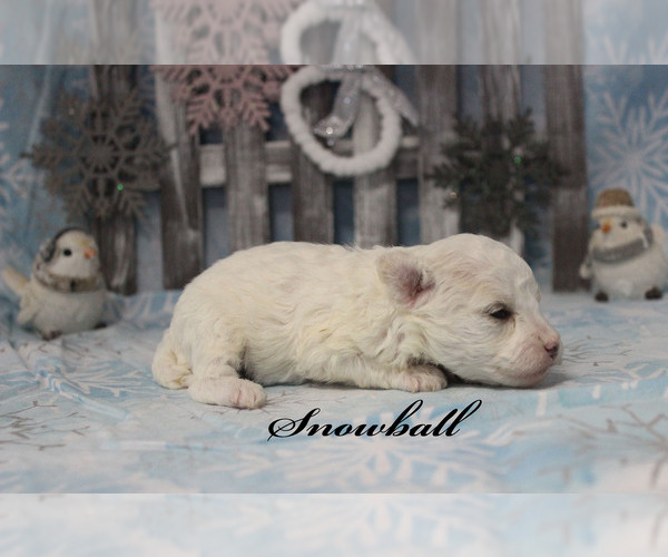 Medium Photo #18 Poodle (Toy) Puppy For Sale in CHANUTE, KS, USA