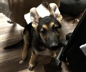 German Shepherd Dog Puppy for sale in SACRAMENTO, CA, USA