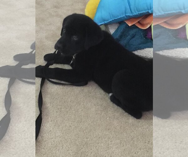 Medium Photo #18 Labrador Retriever-Unknown Mix Puppy For Sale in Rockaway, NJ, USA