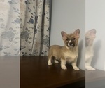Small Photo #42 Pembroke Welsh Corgi Puppy For Sale in DURHAM, CT, USA