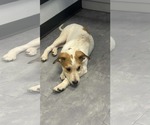 Small #8 Mutt