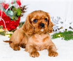 Small Photo #73 Cavalier King Charles Spaniel Puppy For Sale in WAKARUSA, IN, USA
