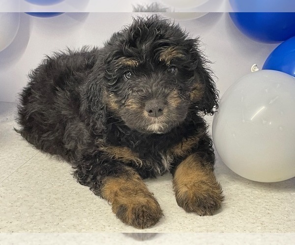 Medium Photo #1 Aussiedoodle Miniature  Puppy For Sale in HICKSVILLE, OH, USA