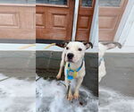 Small #22 American Pit Bull Terrier Mix