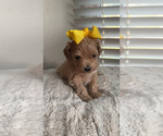 Small #1 Maltipoo (Toy)