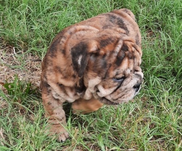 Medium Photo #8 Bulldog Puppy For Sale in GREEN FOREST, AR, USA