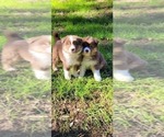 Small #10 Australian Shepherd
