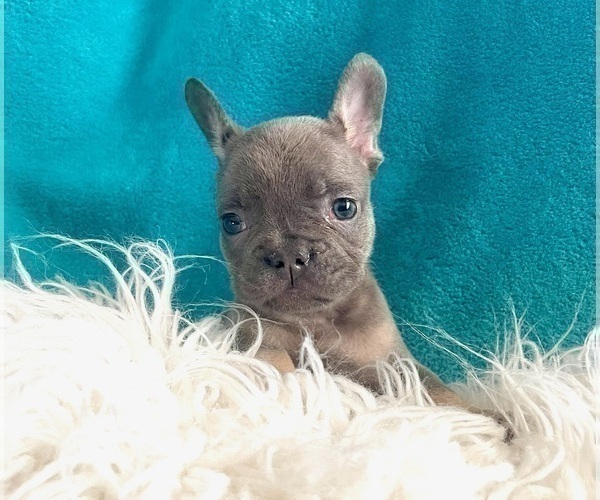 Medium Photo #21 French Bulldog Puppy For Sale in CHARLOTTESVILLE, VA, USA