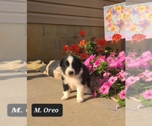 Miniature Australian Shepherd Puppy for sale in NATHALIE, VA, USA