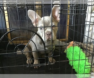 French Bulldog Puppy for sale in TRAVERSE CITY, MI, USA