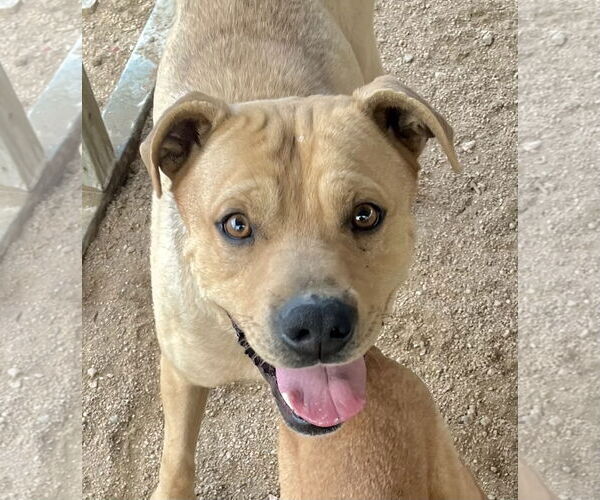 Medium Photo #4 Mountain Cur-Unknown Mix Puppy For Sale in Lancaster, CA, USA
