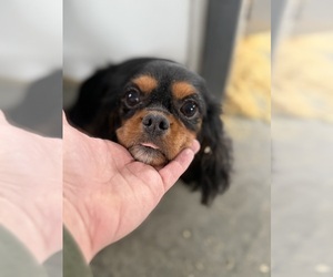 Mother of the Cavalier King Charles Spaniel puppies born on 11/23/2025