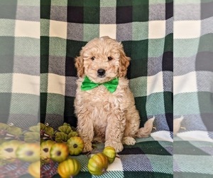 Goldendoodle (Miniature) Puppy for sale in KIRKWOOD, PA, USA