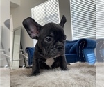 Small Photo #13 French Bulldog Puppy For Sale in INDIANAPOLIS, IN, USA