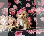 Small Photo #1 Poodle (Toy) Puppy For Sale in KINZERS, PA, USA