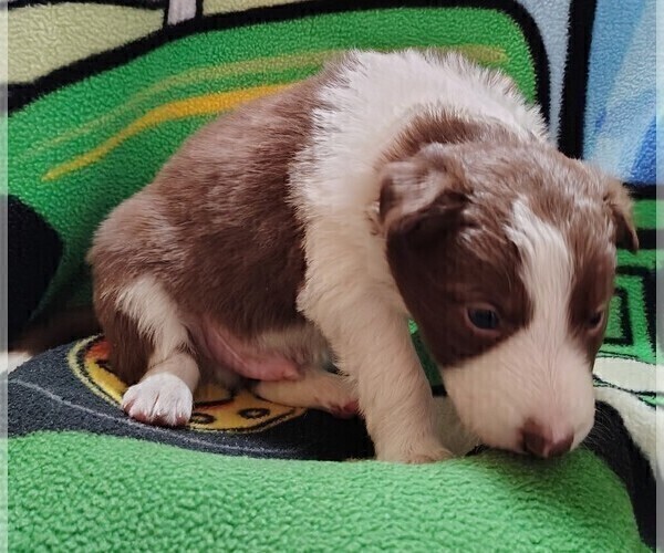 Medium Photo #18 Border Collie Puppy For Sale in NORBORNE, MO, USA
