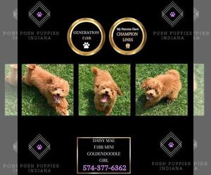 Goldendoodle (Miniature) Puppy for sale in WARSAW, IN, USA