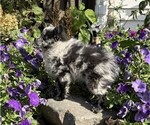 Patches - Male Pomeranian Puppy for Sale - Photo #3