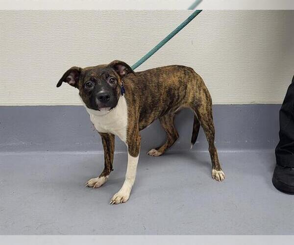 Medium Photo #1 American Pit Bull Terrier-Unknown Mix Puppy For Sale in Louisville, KY, USA