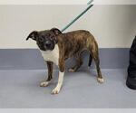 Small American Pit Bull Terrier Mix