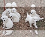 Small #2 Great Pyrenees