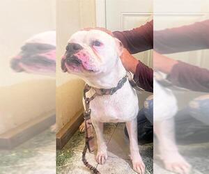 Boxer-Unknown Mix Dogs for adoption in Camarillo, CA, USA