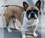 Small #3 French Bulldog