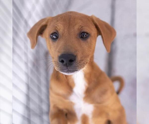 Medium Photo #7 Labrador Retriever-Unknown Mix Puppy For Sale in San Diego, CA, USA