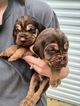 Small Photo #1 Bloodhound Puppy For Sale in CANTON, MS, USA