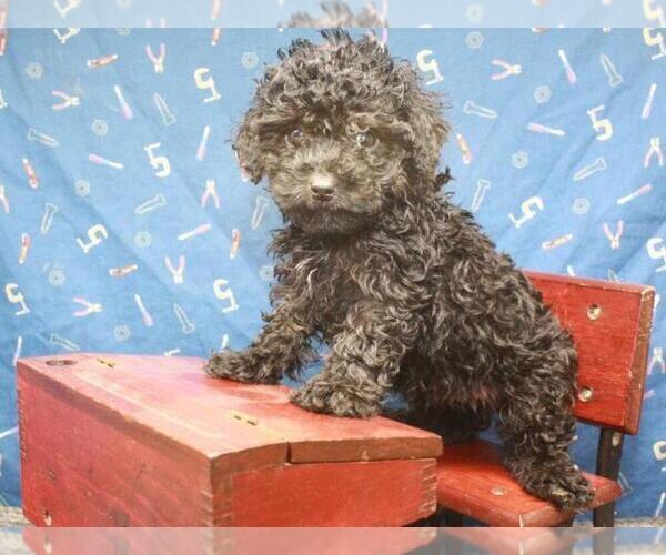Medium Photo #1 Poodle (Toy) Puppy For Sale in SHAWNEE, OK, USA