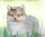 Small #6 Pomeranian