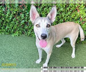 Carolina Dog-Siberian Husky Mix Dogs for adoption in West Palm Beach, FL, USA