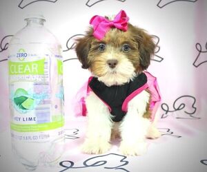 Shih-Poo Puppy for sale in LAS VEGAS, NV, USA