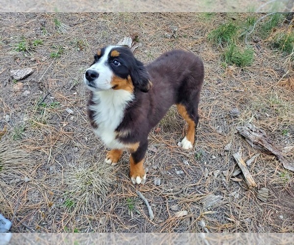 Medium Photo #13 Bernese Mountain Dog Puppy For Sale in BLACK FOREST, CO, USA
