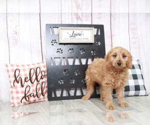 Goldendoodle (Miniature) Puppy for sale in MARIETTA, GA, USA