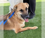 Small German Shepherd Dog Mix