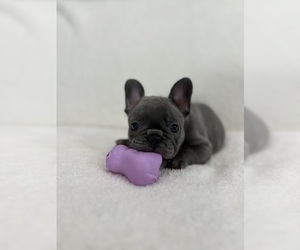 French Bulldog Puppy for sale in SACRAMENTO, CA, USA