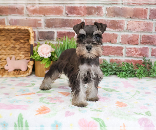Medium Photo #8 Schnauzer (Miniature) Puppy For Sale in SYRACUSE, IN, USA