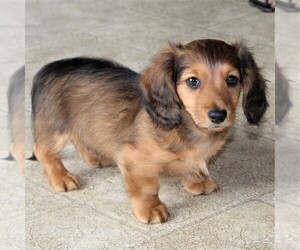 Dachshund Puppy for sale in EAST EARL, PA, USA
