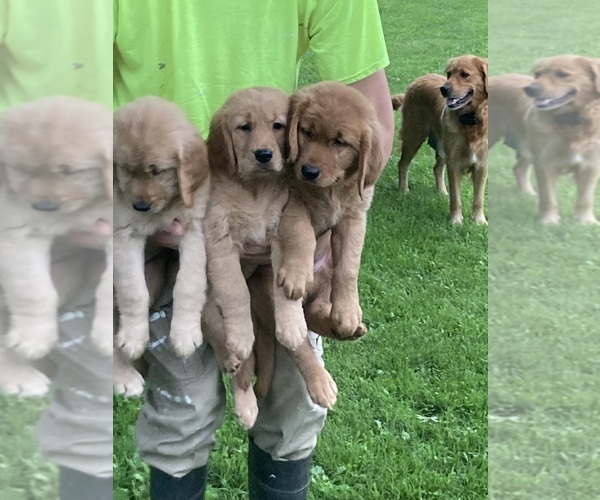 Medium Photo #9 Golden Retriever Puppy For Sale in COON VALLEY, WI, USA