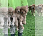 Small #8 Golden Retriever