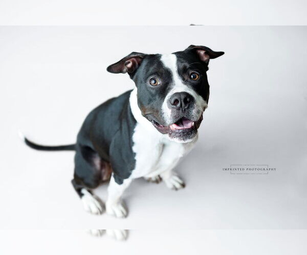 Medium Photo #9 Mutt Puppy For Sale in Rockville, MD, USA