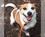 Small #4 Beagle Mix