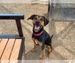 Small #1 Doberman Pinscher Mix