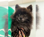 Small Pomeranian