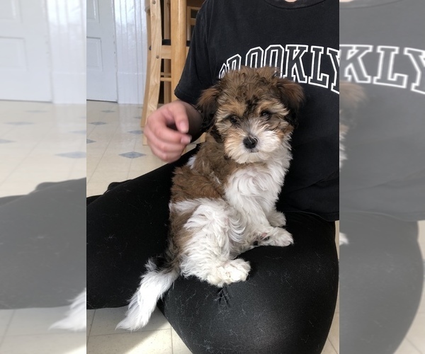 Medium Photo #3 Shih-Poo Puppy For Sale in SAN FRANCISCO, CA, USA