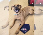 Small #1 Rhodesian Ridgeback Mix