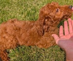 Small Photo #68 Irish Doodle Puppy For Sale in GOSHEN, IN, USA